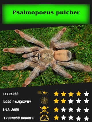 Psalmopoeus pulcher ok. 3DC SAMICA