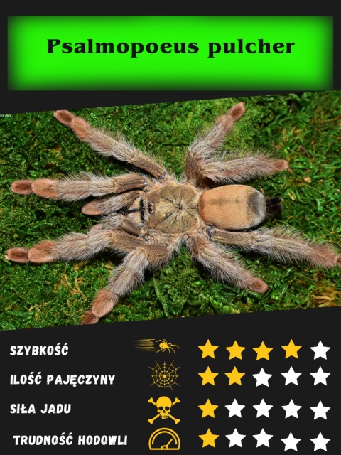 Psalmopoeus pulcher ok. 3DC SAMICA