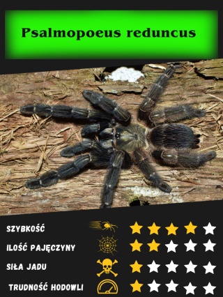 Psalmopoeus reduncus L5/6