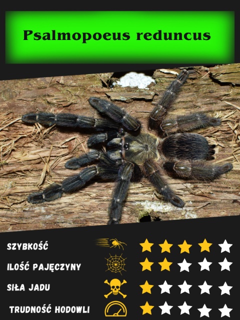 Psalmopoeus reduncus L5/6