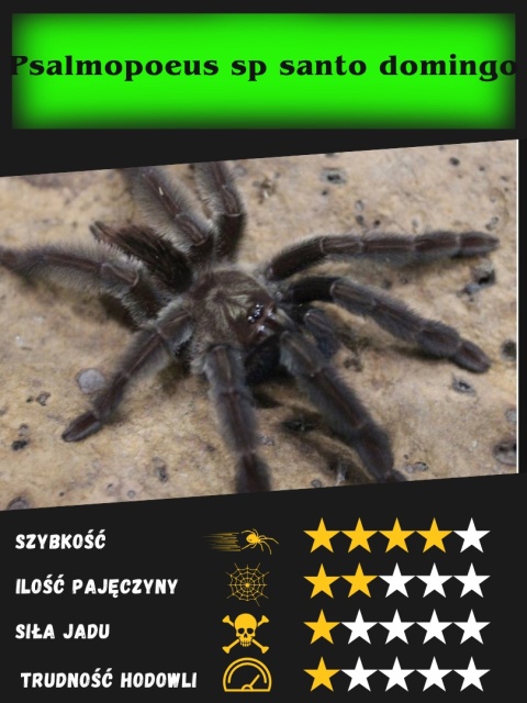 Psalmopoeus sp santo domingo L2
