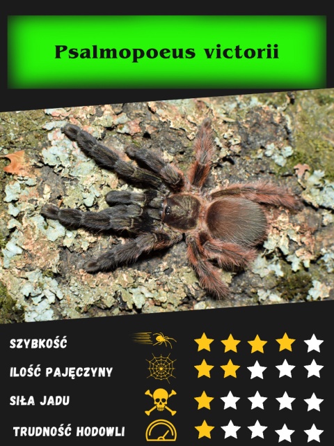 Psalmopoeus victorii ok. 5DC SAMIEC