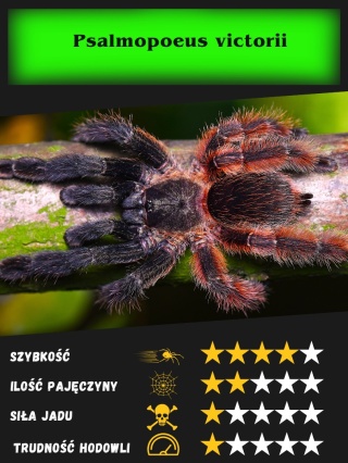 Psalmopoeus victorii L1/2