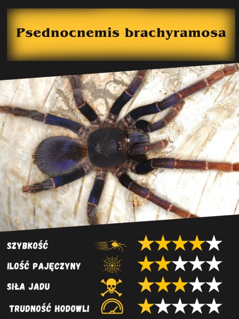 Psednocnemis brachyramosa L2/3