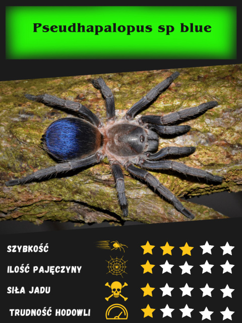 Pseudhapalopus sp blue L3