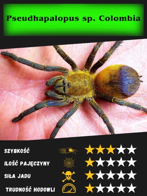 Pseudhapalopus sp. columbia L2