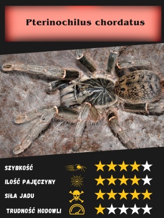 Pterinochilus chordatus ok. 2DC SAMICA