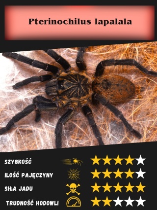 Pterinochilus lapalala L1/2