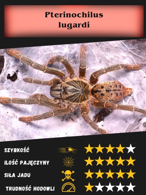 Pterinochilus lugardi L3