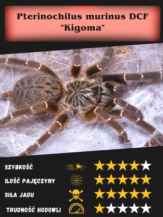 Pterinochilus murinus DCF "Kigoma" L3/4 (PROMOCJA 2+1GRATIS)