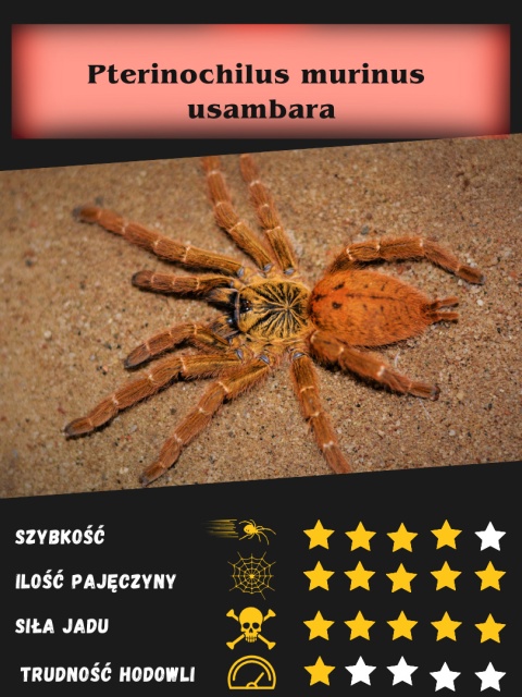 Pterinochilus murinus usambara - Ptasznik słoneczny L2 (PROMOCJA 2+1GRATIS)