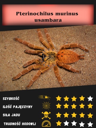 Pterinochilus murinus usambara - Ptasznik słoneczny L4