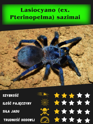 Pterinopelma sazimai ok. 2,5DC SAMIEC