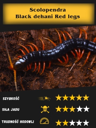 Scolopendra Black dehani Red legs ok. 5-6cm