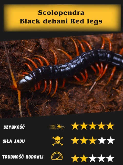 Scolopendra Black dehani Red legs ok. 5-6cm