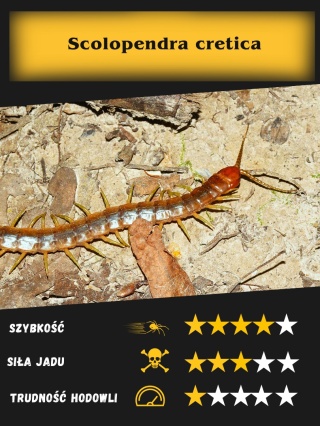 Scolopendra cretica ok 5-6-cm
