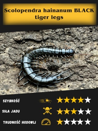 Scolopendra hainanum BLACK tiger legs około 4-5cm