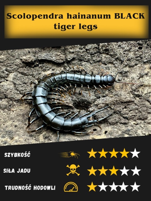 Scolopendra hainanum BLACK tiger legs około 4-5cm
