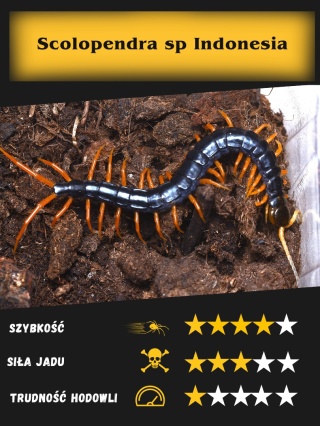 Scolopendra sp Indonesia- ok. 3cm
