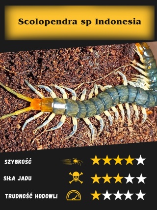Scolopendra sp Indonesia- ok. 3cm