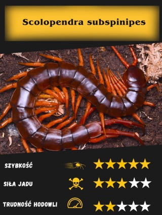 Scolopendra subspinipes ok 18-20cm