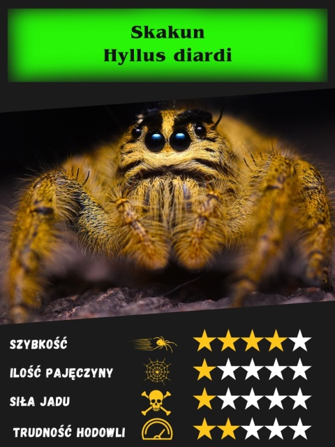 Skakun - Hyllus diardi ok. 1-1,5DC SAMICA