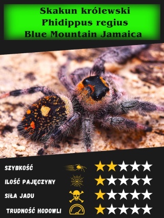 Skakun królewski Phidippus regius "Blue Mountain Jamaica" L3