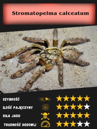 Stromatopelma calceatum L2