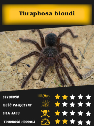 Theraphosa blondi - Ptasznik Goliat ok. 2-2,5DC SAMICA