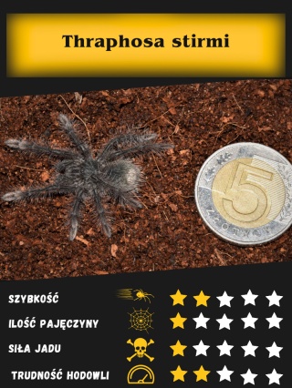 Theraphosa stirmi L2/3