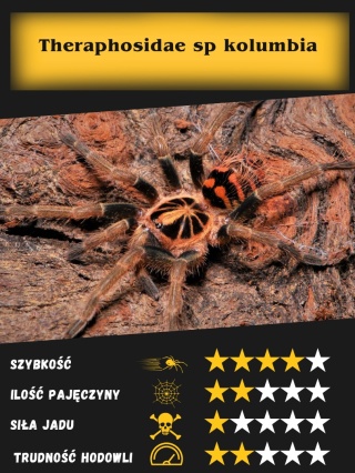 Theraphosidae sp kolumbia L1/2