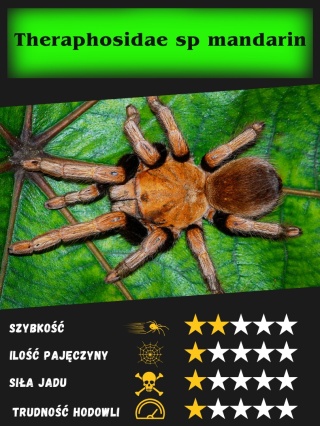 Theraphosidae sp mandarin L2