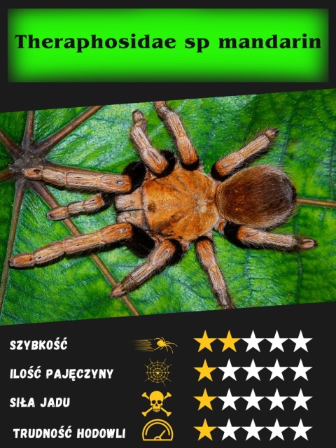 Theraphosidae sp mandarin L2