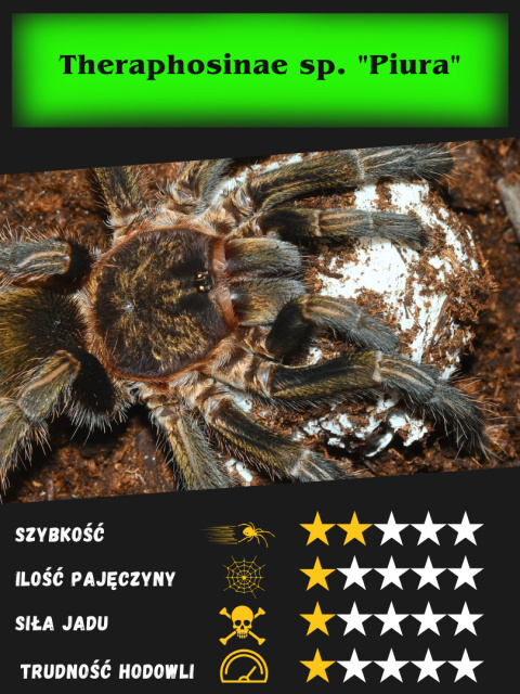 Theraphosinae sp. "Piura" L3 Theraphosinae sp. "Piura" L3