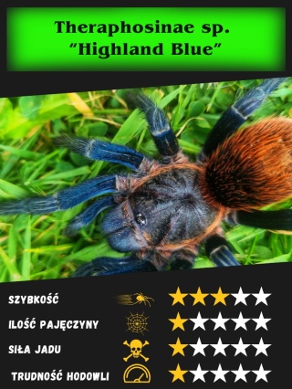 Theraphosinae spec. “Highland Blue” L2/3