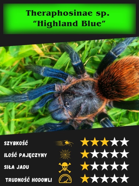 Theraphosinae spec. “Highland Blue” L2/3