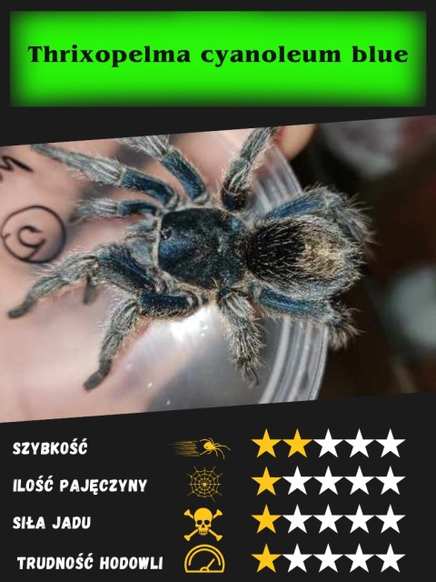 Thrixopelma cyanoleum "blue" L2/3