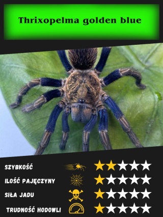 Thrixopelma golden blue L2/3