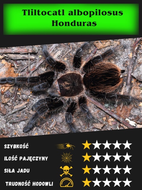 Tliltocatl albopilosus Honduras ok. 3DC SAMIEC