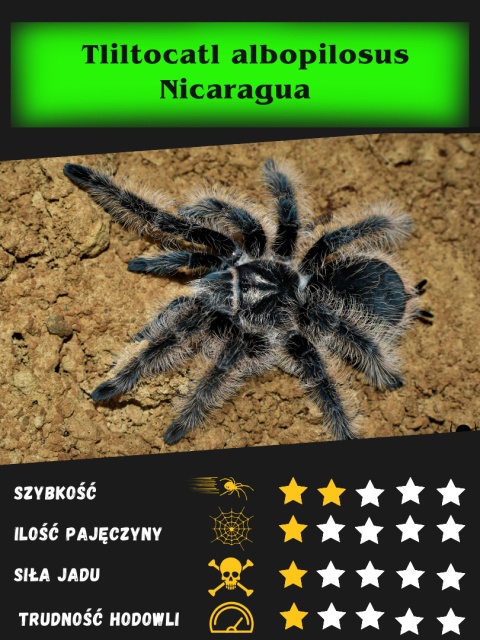 Tliltocatl albopilosus "Nicaragua" - Ptasznik kędzierzawy ok. 4,5DC SAMIEC
