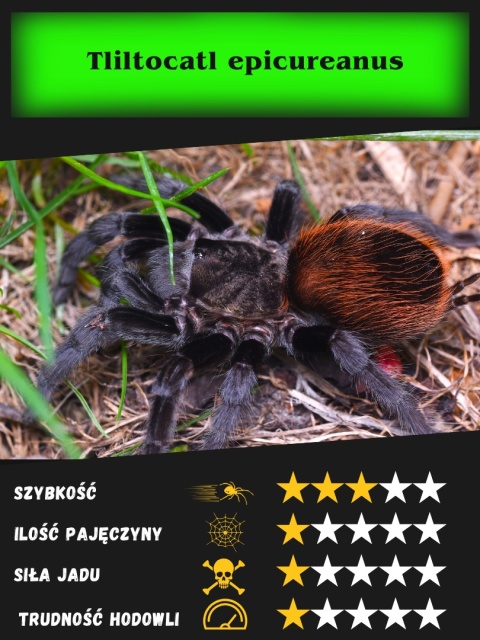 Tliltocatl epicureanus ( ex. Brachypelma epicureanum) L1/2