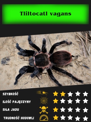 Tliltocatl vagans - Ptasznik czerwonoodwłokowy L3