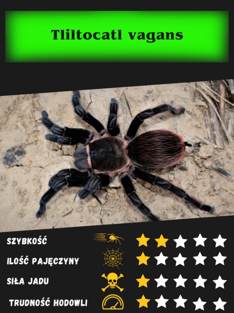 Tliltocatl vagans - Ptasznik czerwonoodwłokowy L3