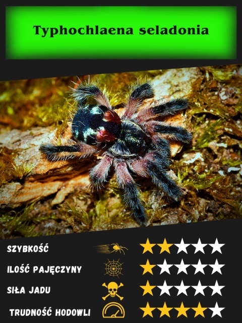 Typhochlaena seladonia L2