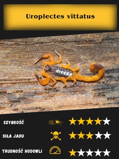 Uroplectes vittatus L2