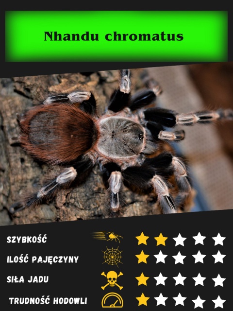 Vitalius (ex. Nhandu) chromatus ok. 4,5-5DC SAMICA