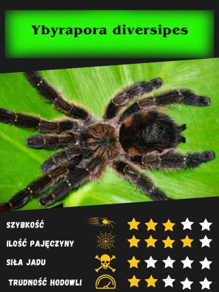 Ybyrapora diversipes L2/3