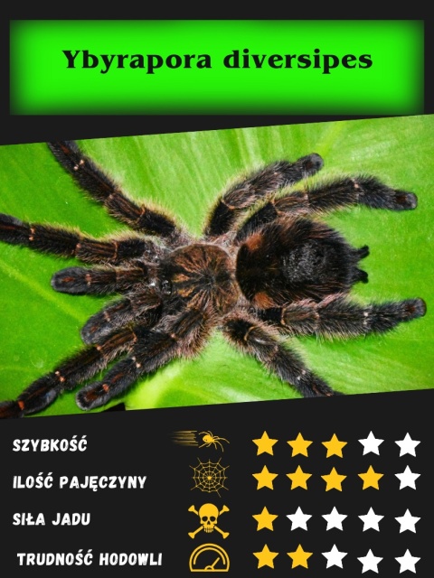 Ybyrapora diversipes L2/3