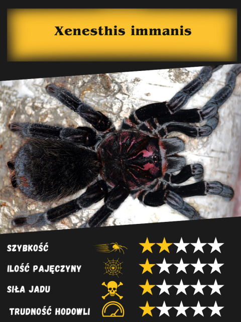 Xenesthis immanis L1/2 Xenesthis immanis L1/2