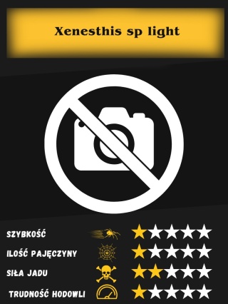Xenesthis sp light L1/2